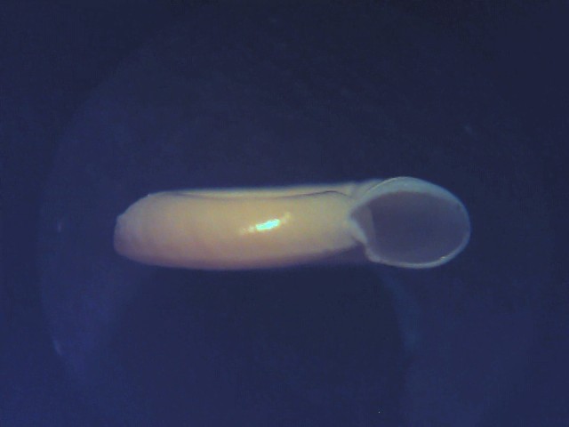Planorbis philippianus ?